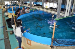 西浦ステーションのスマ養殖陸上施設
