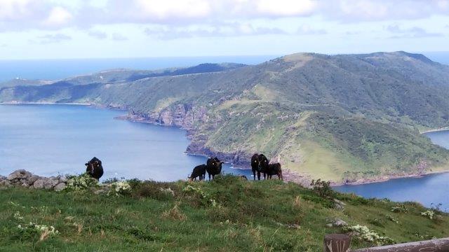 島根県隠岐諸島島前の知夫里島の牛たち。島全体が放牧地となっている。写真に写っているのは主に雌牛で、子取り用雌牛と呼ばれる。仔牛は主に島外で肥育され、全国各地のブランド牛として育てられる。