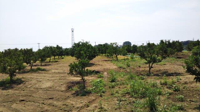 埼玉県美里町のみかん畑。非農家の個人が耕作放棄地を復旧し、土作りに工夫をして無農薬無化学肥料のみかん作りを目指している。