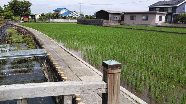 松山市南高井の杖ノ淵公園横の水田。杖ノ淵公園には弘法大師の伝説があり、湧き水が豊かで名水百選に指定されている。