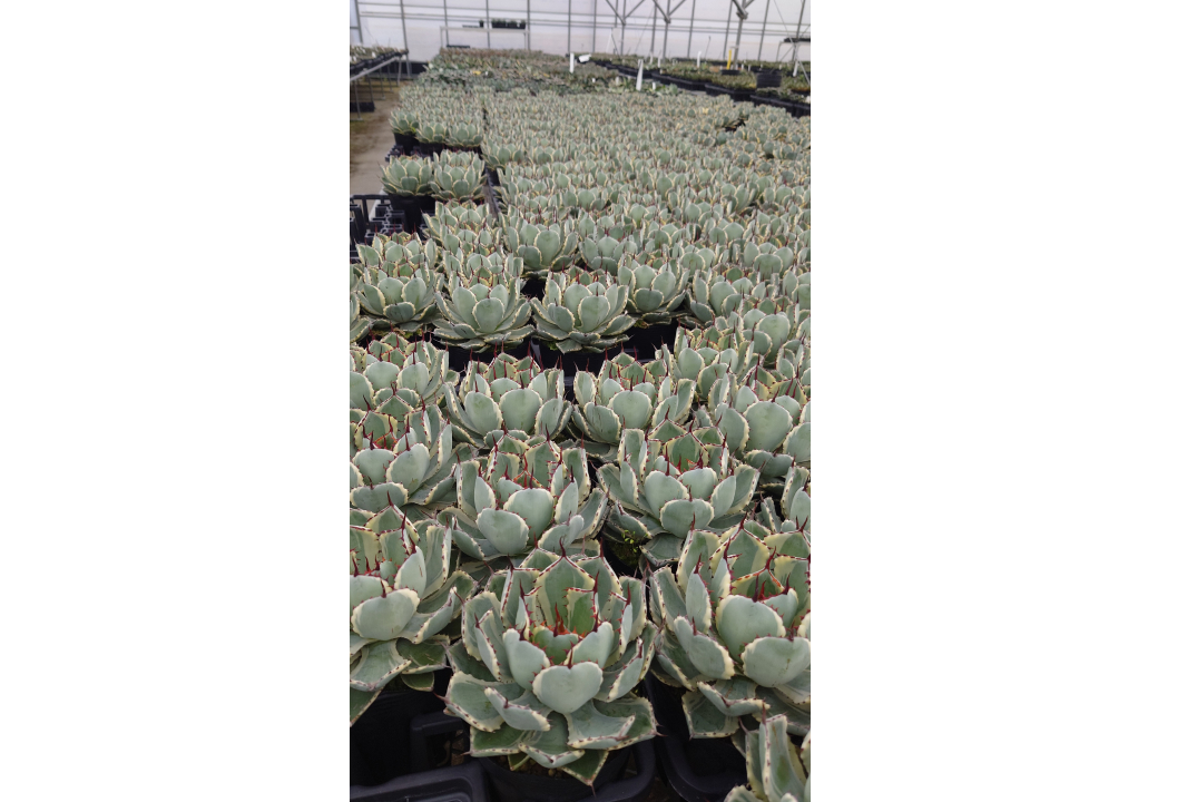 植物を扱う仕事とは：主な商品とライセンス管理業務
